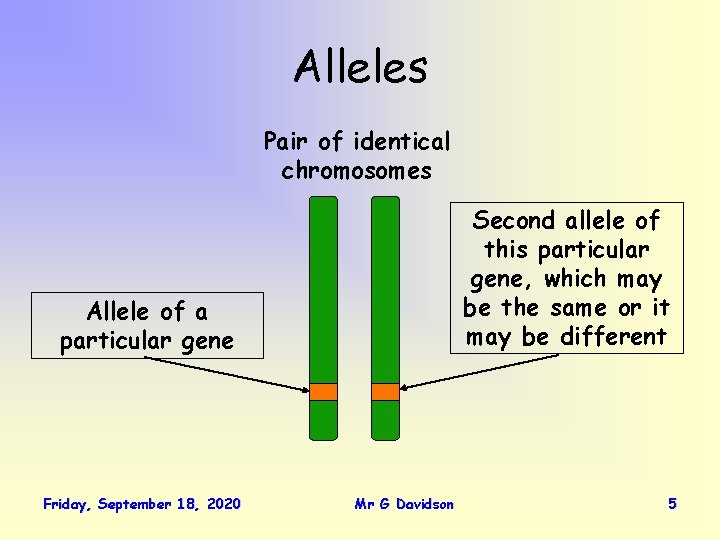 Alleles Pair of identical chromosomes Second allele of this particular gene, which may be