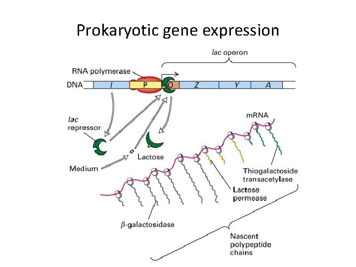 Prokaryotic gene expression 