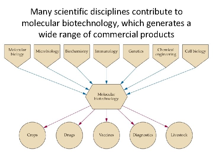 Many scientific disciplines contribute to molecular biotechnology, which generates a wide range of commercial