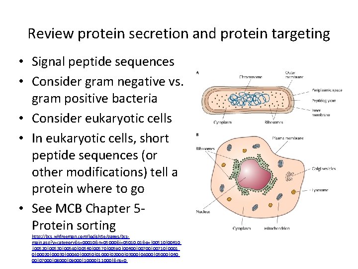 Review protein secretion and protein targeting • Signal peptide sequences • Consider gram negative