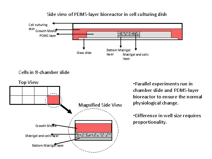Side view of PDMS-layer bioreactor in cell culturing dish Cell culturing dish Growth Media