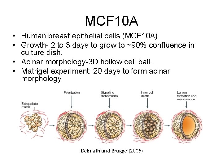 MCF 10 A • Human breast epithelial cells (MCF 10 A) • Growth- 2
