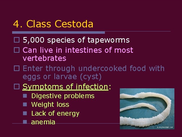 4. Class Cestoda o 5, 000 species of tapeworms o Can live in intestines
