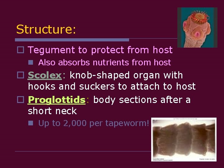 Structure: o Tegument to protect from host n Also absorbs nutrients from host o