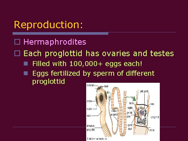 Reproduction: o Hermaphrodites o Each proglottid has ovaries and testes n Filled with 100,