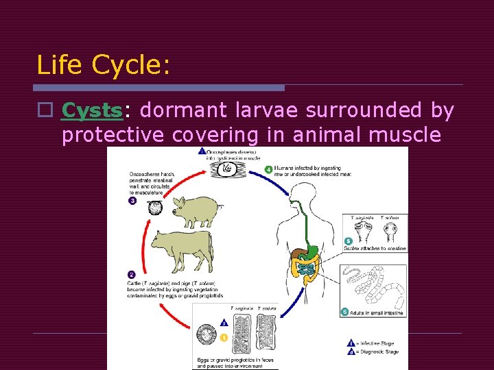 Life Cycle: o Cysts: dormant larvae surrounded by protective covering in animal muscle 