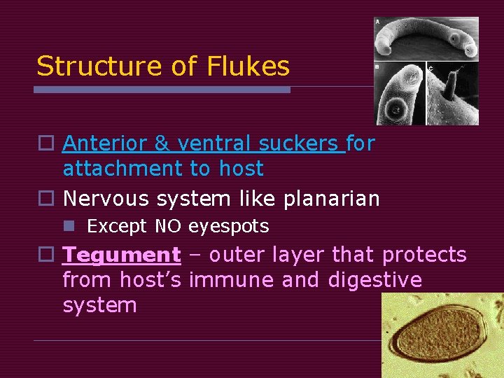 Structure of Flukes o Anterior & ventral suckers for attachment to host o Nervous