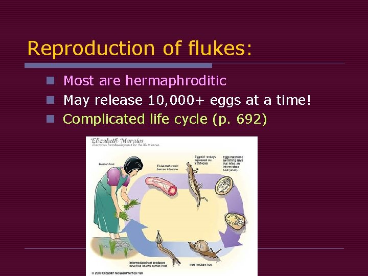 Reproduction of flukes: n Most are hermaphroditic n May release 10, 000+ eggs at