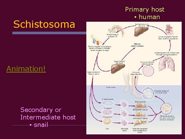 Schistosoma Animation! Secondary or Intermediate host • snail Primary host • human 