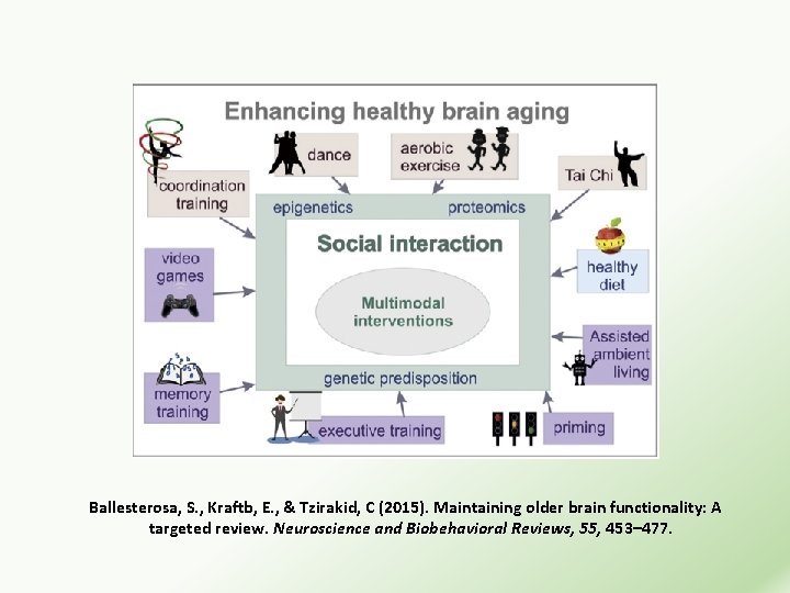 Ballesterosa, S. , Kraftb, E. , & Tzirakid, C (2015). Maintaining older brain functionality: