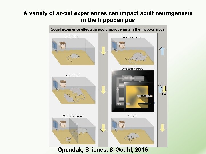 A variety of social experiences can impact adult neurogenesis in the hippocampus Opendak, Briones,