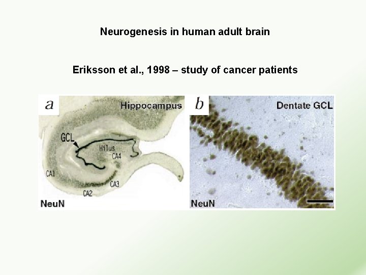 Neurogenesis in human adult brain Eriksson et al. , 1998 – study of cancer