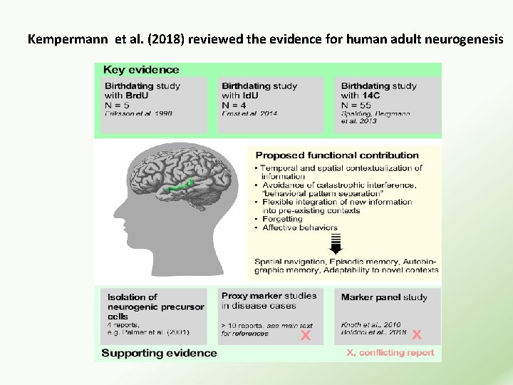Kempermann et al. (2018) reviewed the evidence for human adult neurogenesis 