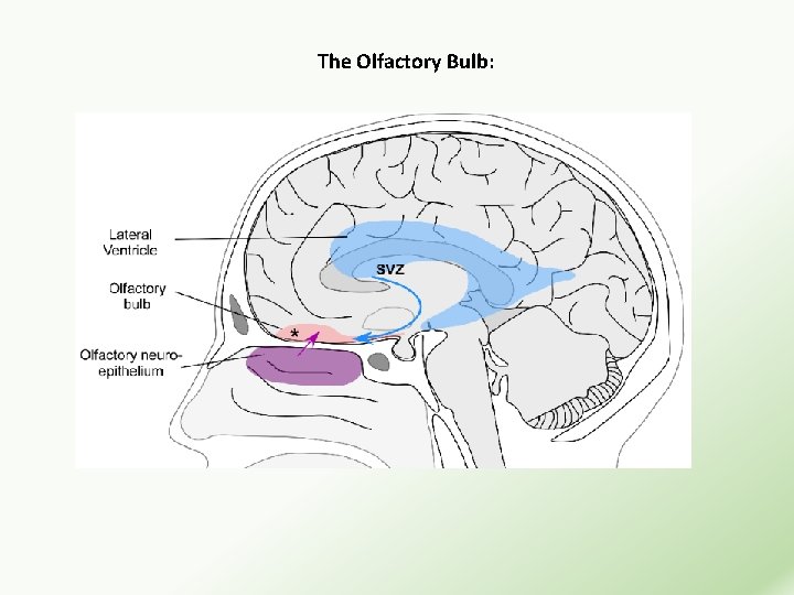 The Olfactory Bulb: 