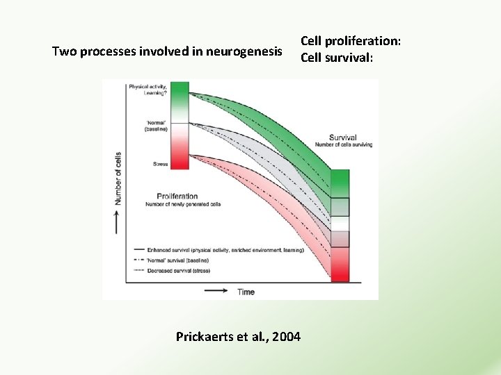 Two processes involved in neurogenesis Cell proliferation: Cell survival: Prickaerts et al. , 2004