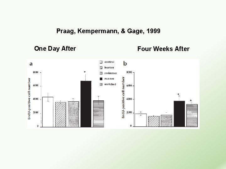 Praag, Kempermann, & Gage, 1999 One Day After Four Weeks After 