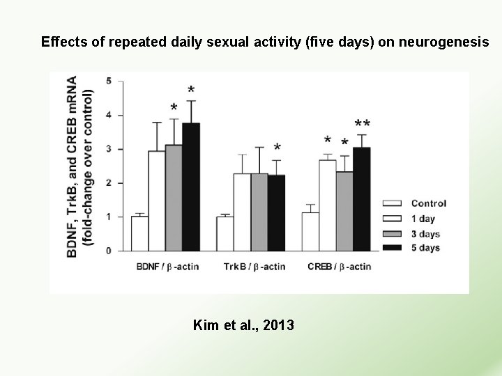 Effects of repeated daily sexual activity (five days) on neurogenesis Kim et al. ,