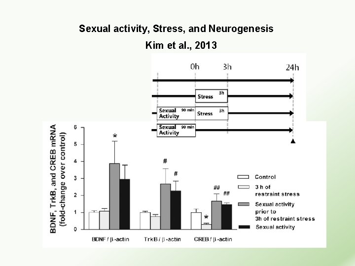 Sexual activity, Stress, and Neurogenesis Kim et al. , 2013 