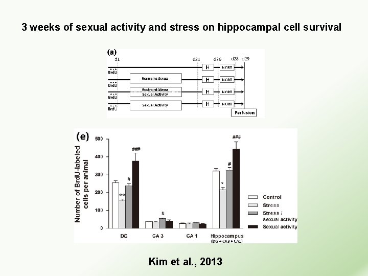 3 weeks of sexual activity and stress on hippocampal cell survival Kim et al.