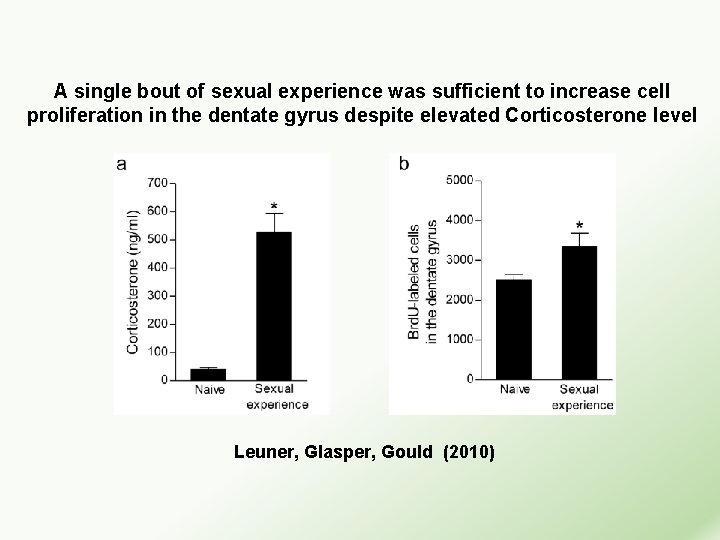 A single bout of sexual experience was sufficient to increase cell proliferation in the