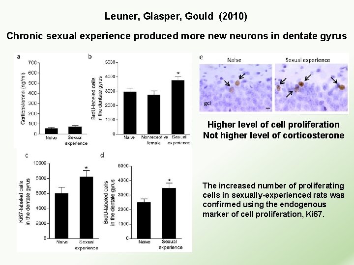  Leuner, Glasper, Gould (2010) Chronic sexual experience produced more new neurons in dentate