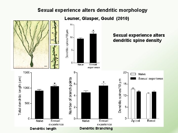 Sexual experience alters dendritic morphology Leuner, Glasper, Gould (2010) Sexual experience alters dendritic spine
