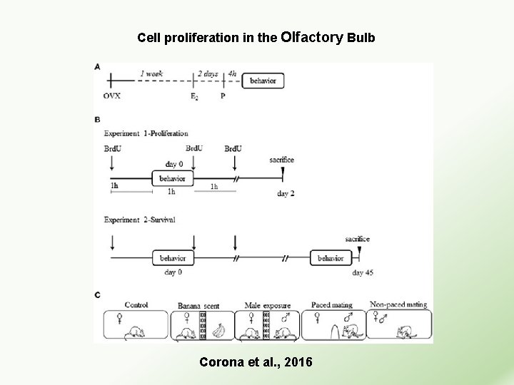 Cell proliferation in the Olfactory Bulb Corona et al. , 2016 