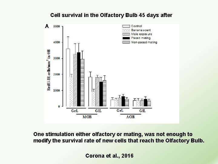 Cell survival in the Olfactory Bulb 45 days after One stimulation either olfactory or