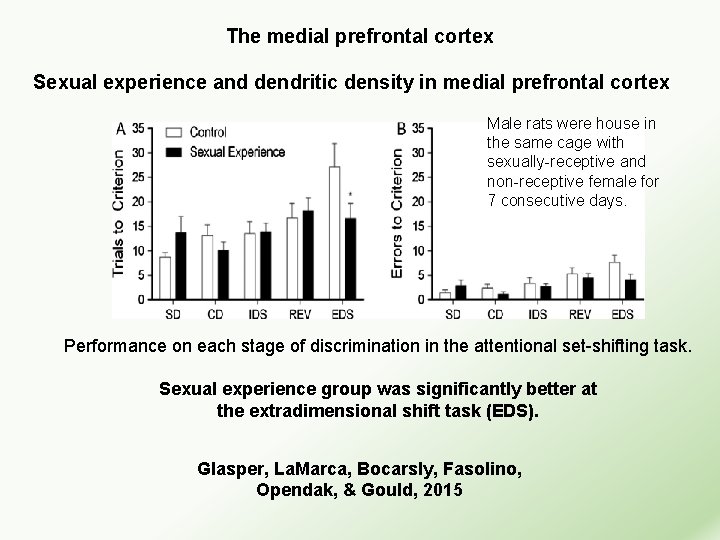 The medial prefrontal cortex Sexual experience and dendritic density in medial prefrontal cortex Male