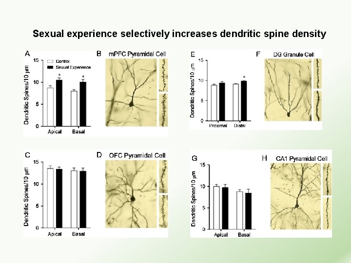 Sexual experience selectively increases dendritic spine density 