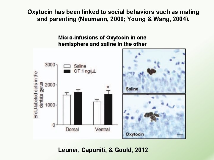 Oxytocin has been linked to social behaviors such as mating and parenting (Neumann, 2009;