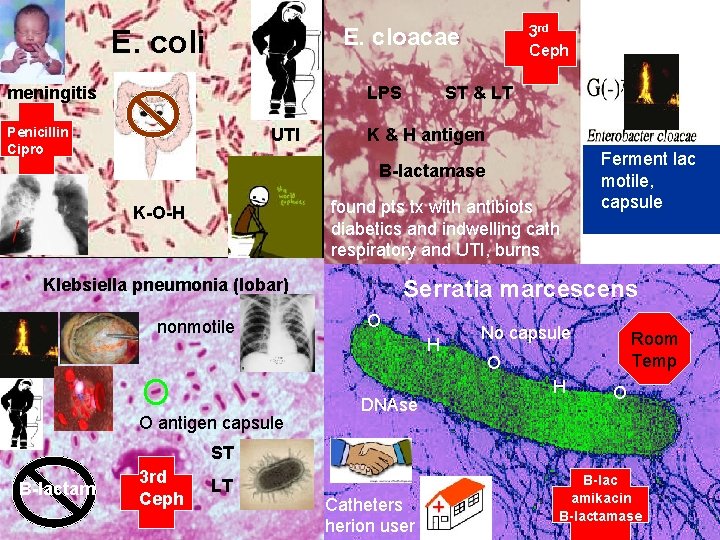 3 rd Ceph E. cloacae E. coli meningitis LPS Penicillin Cipro UTI ST &