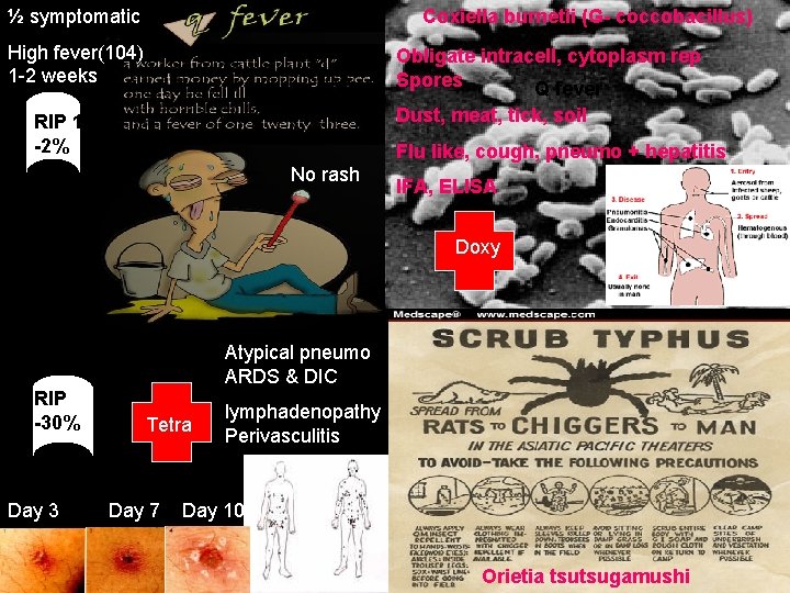 ½ symptomatic Coxiella burnetii (G- coccobacillus) High fever(104) 1 -2 weeks Obligate intracell, cytoplasm