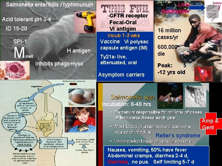 Salmonella enteritidis / typhimurium CFTR receptor Fecal-Oral Vi antigen Acid tolerant p. H 3