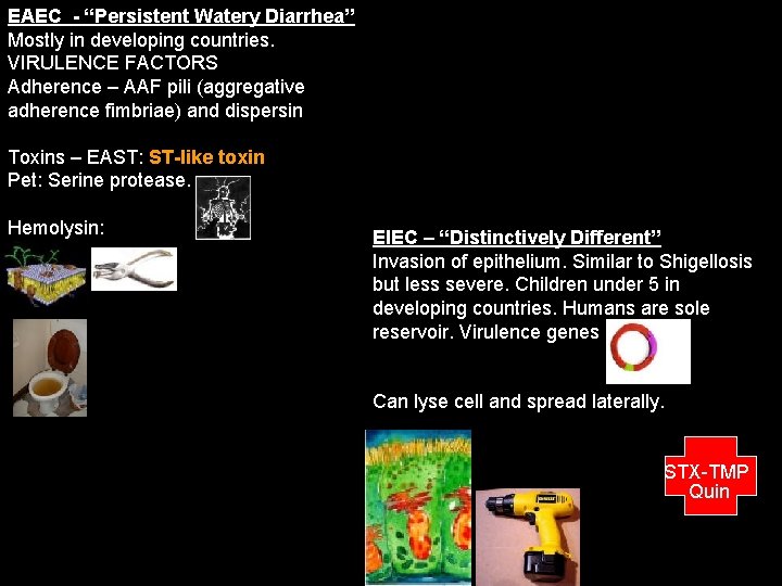 EAEC - “Persistent Watery Diarrhea” Mostly in developing countries. VIRULENCE FACTORS Adherence – AAF