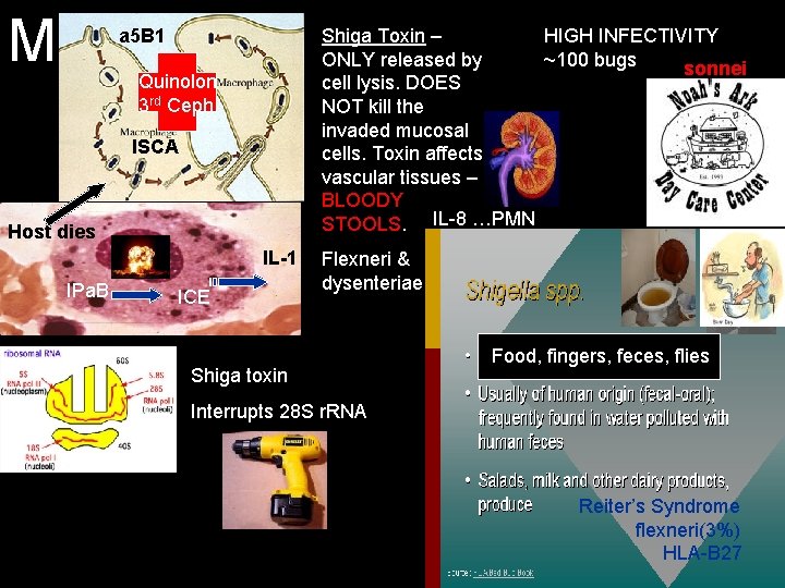 M Shiga Toxin – HIGH INFECTIVITY ONLY released by ~100 bugs sonnei cell lysis.