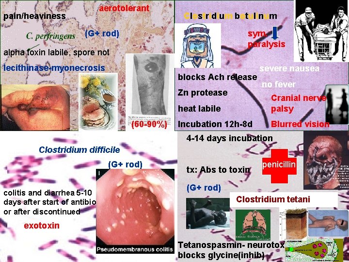 aerotolerant pain/heaviness Corynebacterium Clostridium botulinum diphtheriae sym. paralysis (G+ rod) alpha toxin labile, spore