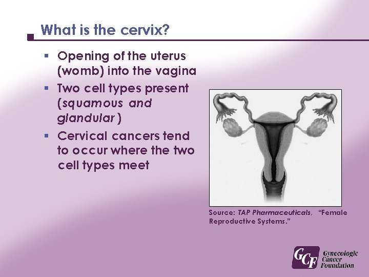 What is the cervix? § Opening of the uterus (womb) into the vagina §