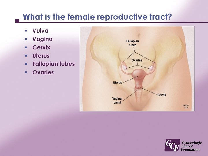 What is the female reproductive tract? § § § Vulva Vagina Cervix Uterus Fallopian