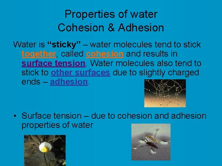 Properties of water Cohesion & Adhesion Water is “sticky” – water molecules tend to