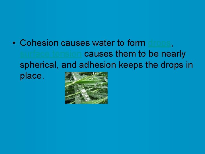  • Cohesion causes water to form drops, surface tension causes them to be