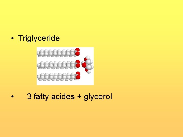  • Triglyceride • 3 fatty acides + glycerol 