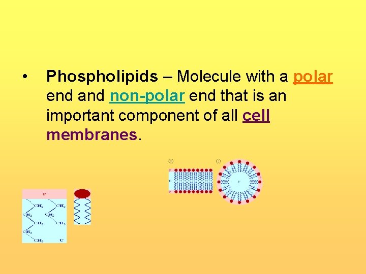 • Phospholipids – Molecule with a polar end and non-polar end that is