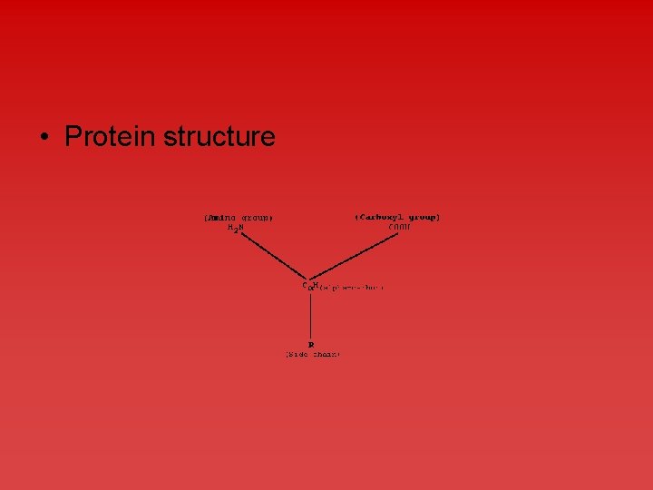  • Protein structure 