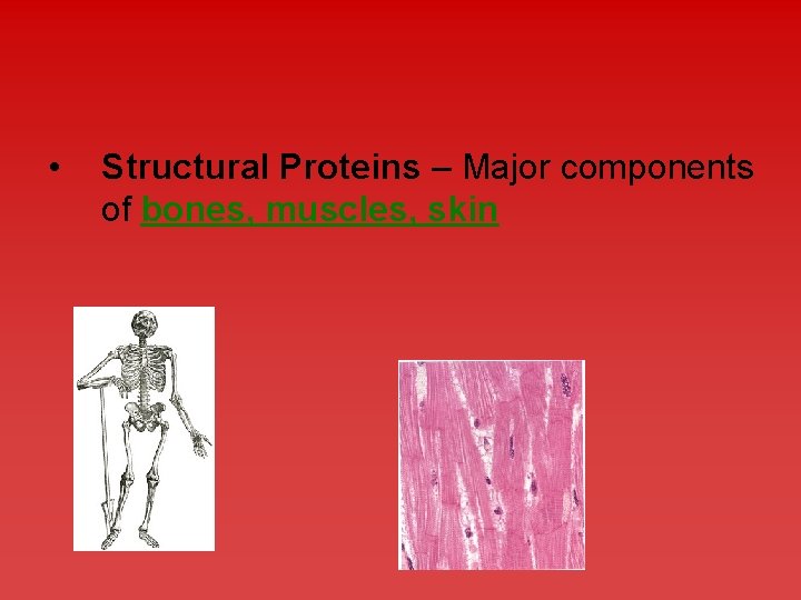 • Structural Proteins – Major components of bones, muscles, skin 