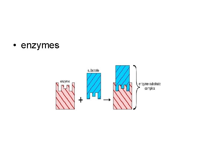  • enzymes 