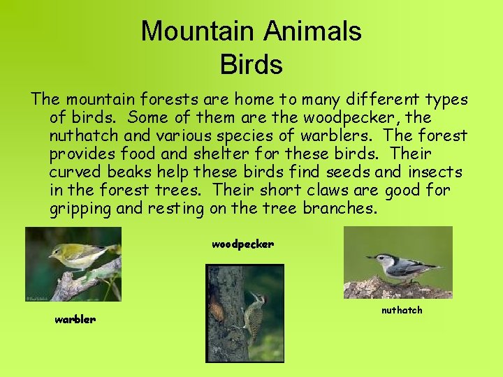 Mountain Animals Birds The mountain forests are home to many different types of birds.