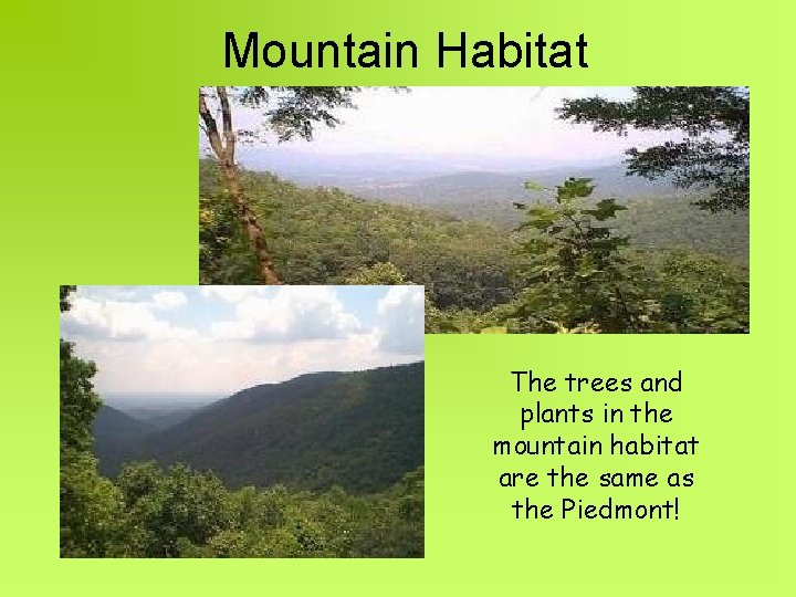 Mountain Habitat The trees and plants in the mountain habitat are the same as