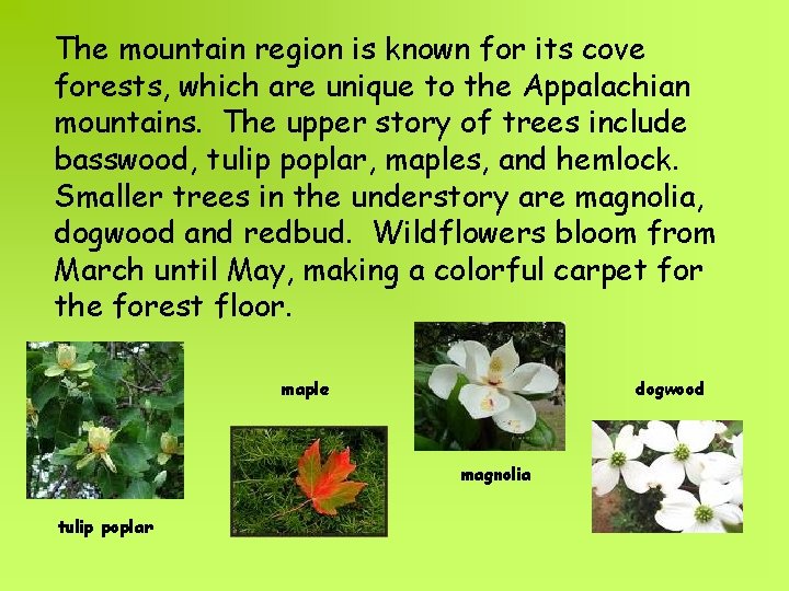 The mountain region is known for its cove forests, which are unique to the