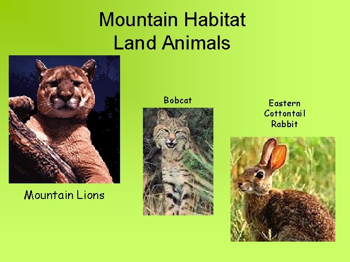 Mountain Habitat Land Animals Bobcat Mountain Lions Eastern Cottontail Rabbit 